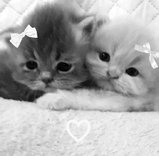 Sticker Больше стиков тут: @stikery4 - 4