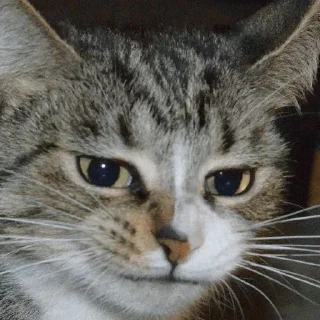 Стикер Больше стикеров 👉🏻 @stickertg4 - 6