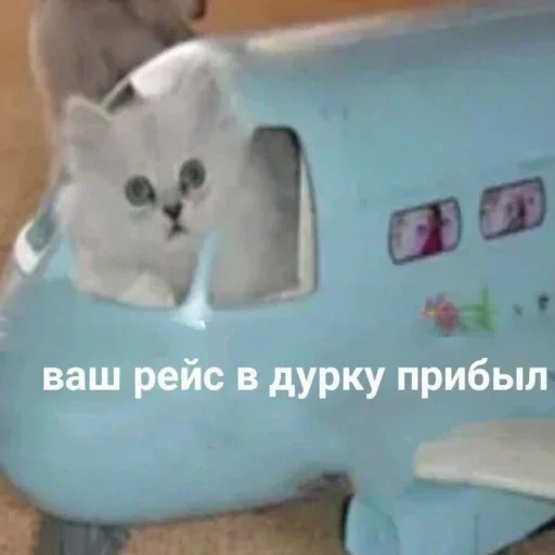 животное кошки малого и среднего размера кошачьи