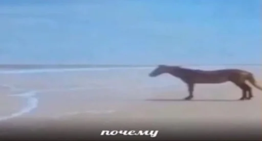 животное млекопитающее лошадь