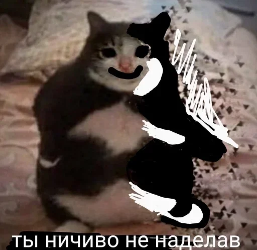 text small to medium-sized cats animal