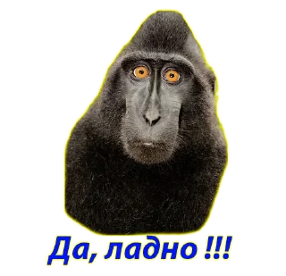 Sticker КРОКОКО - 10