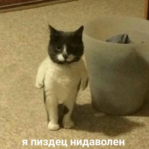 кошки малого и среднего размера кошка комнатный