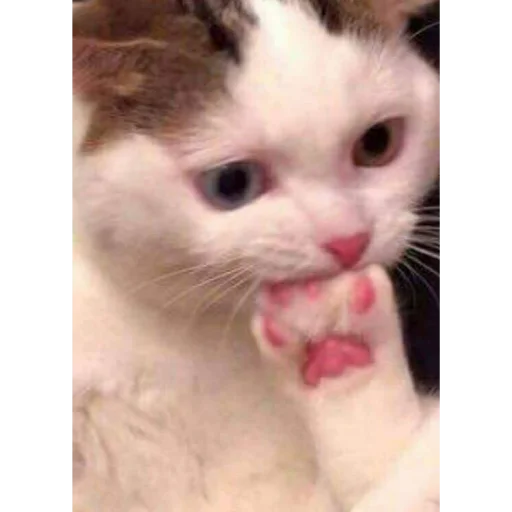 млекопитающее животное кошка