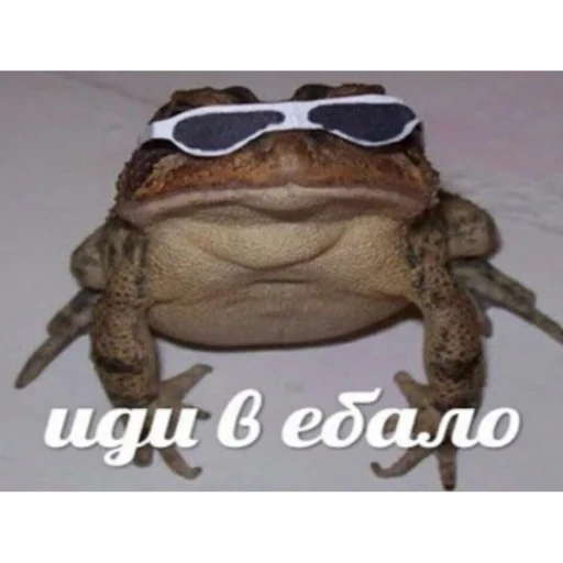 лягушка животное амфибия