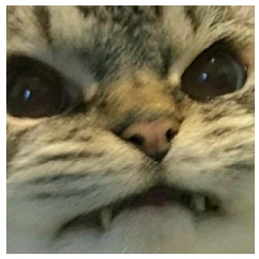 животное млекопитающее кошка