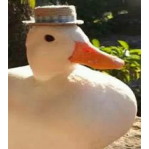 водная птица животное птица