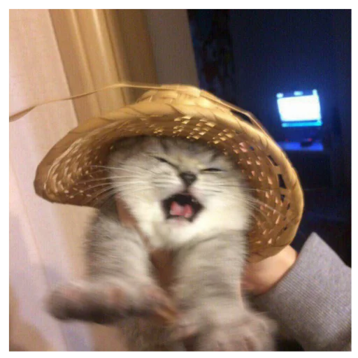 комнатный мех кошачьи