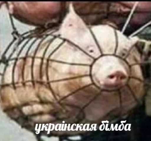 млекопитающее животное свинья