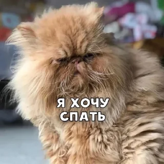 Стикер OLEG_ORIGINAL - 7