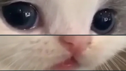 Первый пак by @Racooooooooon :: @fStikBot - СМС