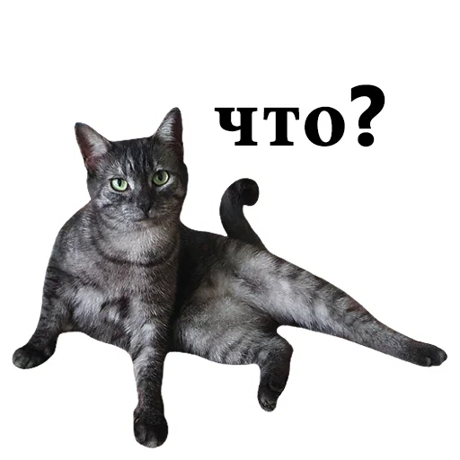 domestic cat small to medium-sized cats felidae