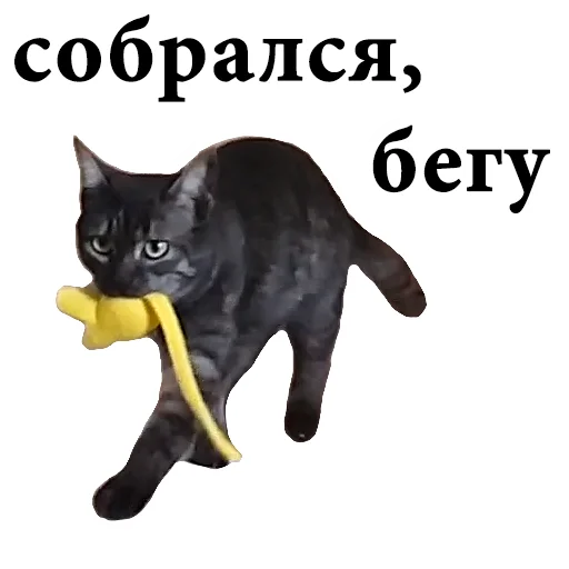 text mammal graphic design