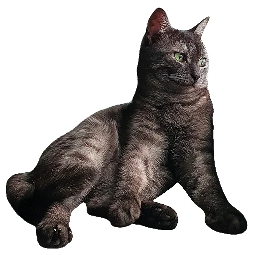 domestic cat small to medium-sized cats felidae