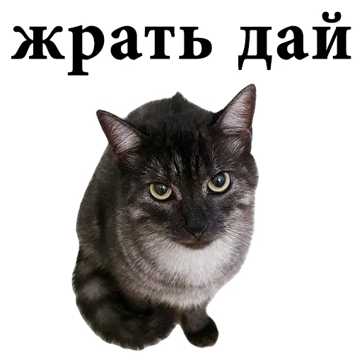 text small to medium-sized cats domestic cat