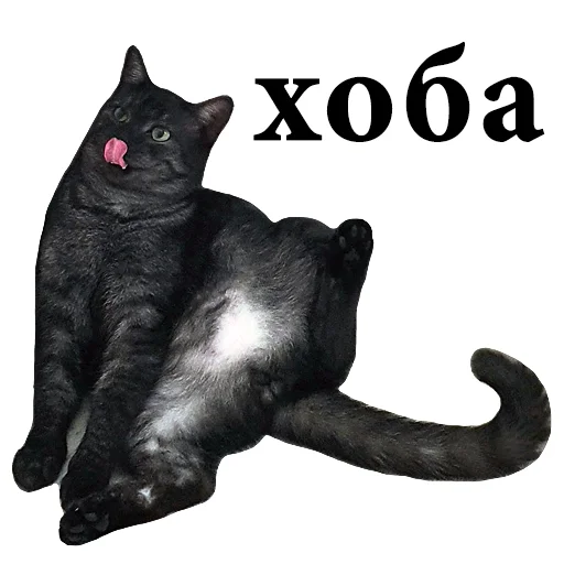 animal felidae mammal