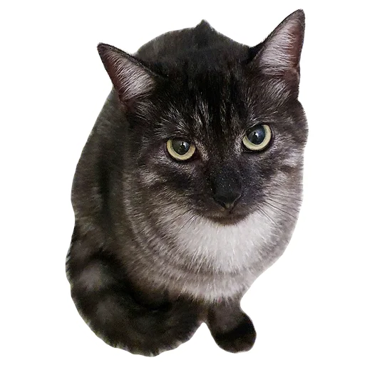 small to medium-sized cats cat animal