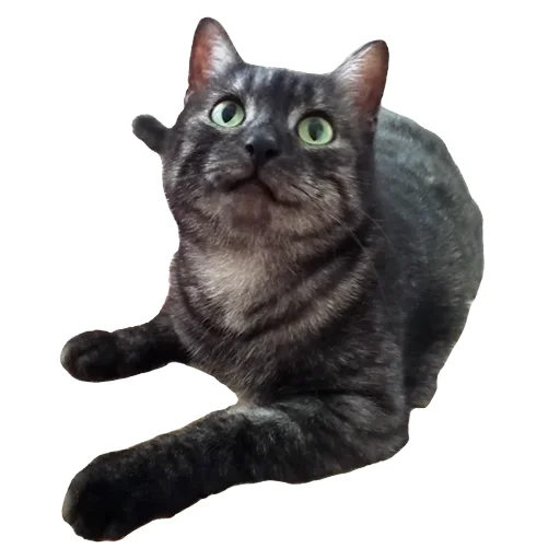 animal domestic cat cat