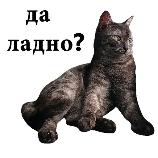 text domestic cat small to medium-sized cats