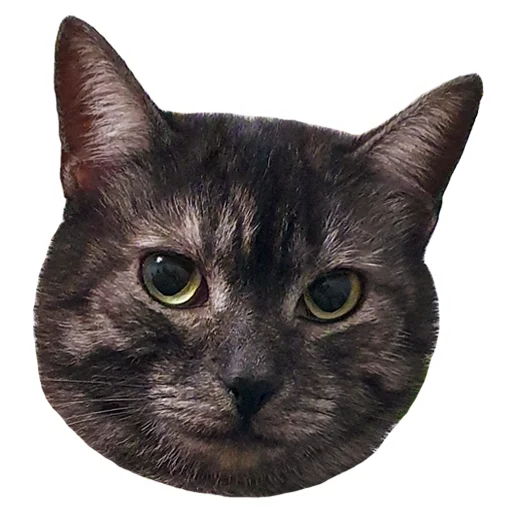 animal small to medium-sized cats cat