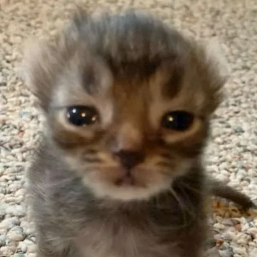 Стикер OnlyGoodstuff - 1