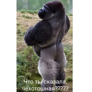 Стикер Дусян и Люсян - 5