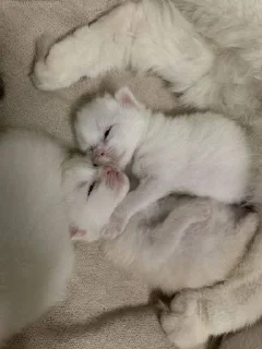 Стикер Избранные • @sticbot - 10