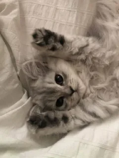 Стикер Избранные • @sticbot - 2