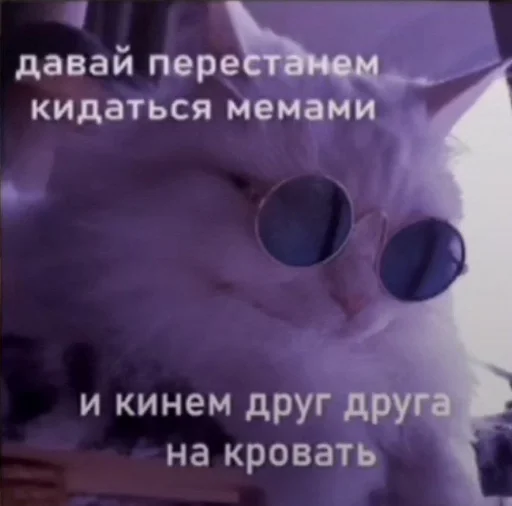 text animal domestic cat