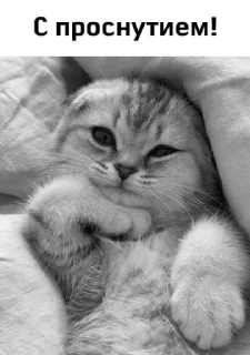 Sticker Ooops @TgEmojis_bot - 11