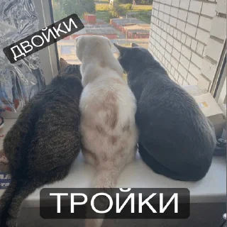 Sticker Ебала - 6