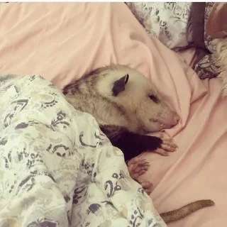 Sticker Opossym - 10