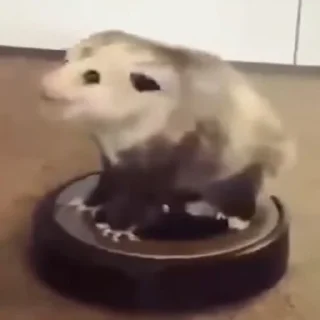 Sticker Opossym - 11