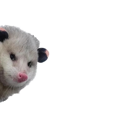 Opossum Coming - 