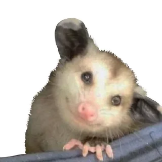 Стикер Opossum Coming - 1
