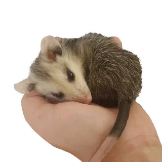 Стикер Opossum Coming - 2