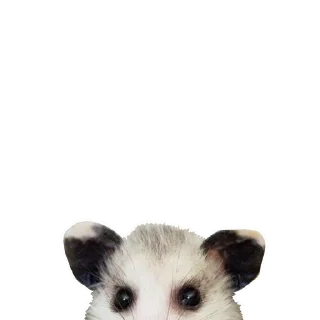 Стикер Opossum Coming - 3