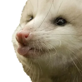 Стикер Opossum Coming - 5