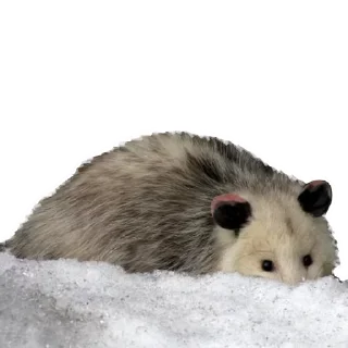 Стикер Opossum Coming - 11