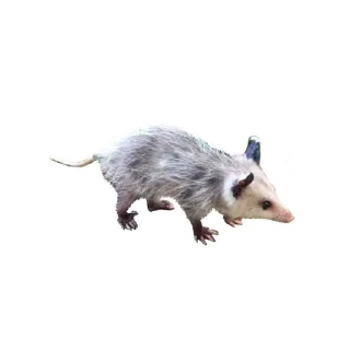 Стикер Opossum Coming - 10