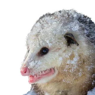 Стикер Opossum Coming - 8