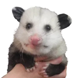Стикер Opossum Coming - 7