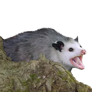 Стикер Opossum Coming - 9