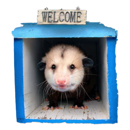 Sticker Opossum-Sesame - 11