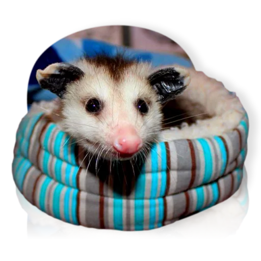 Sticker Opossum-Sesame - 9
