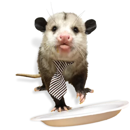Sticker Opossum-Sesame - 8