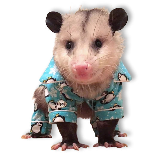 Sticker Opossum-Sesame - 7