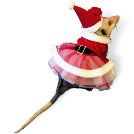 Sticker Opossum-Sesame - 4