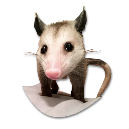 Sticker Opossum-Sesame - 3