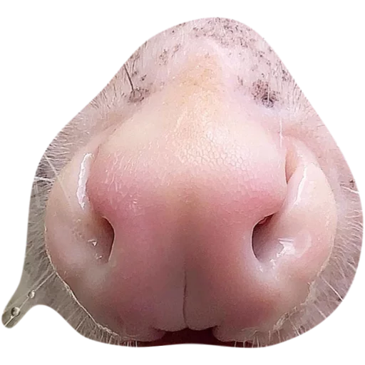 Sticker Opossum-Sesame - 2